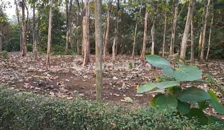 Lot in a Strategic Location in Cibeueung Muara Ciseeng Village, Bogor