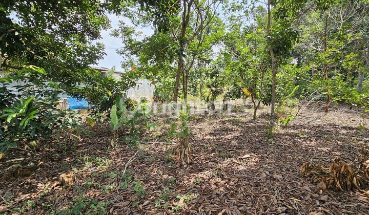 Tanah Ngantong untuk Investasi Tepi Jalan di Mijen Ngaliyan