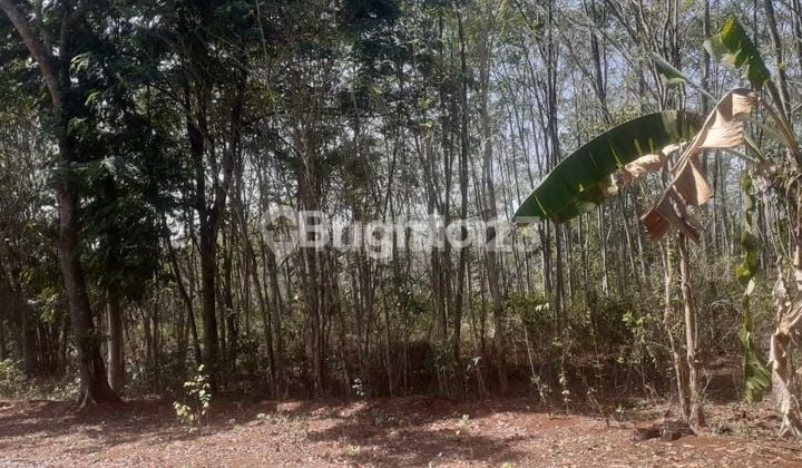 Vacant Land for Investment in Karanganyar