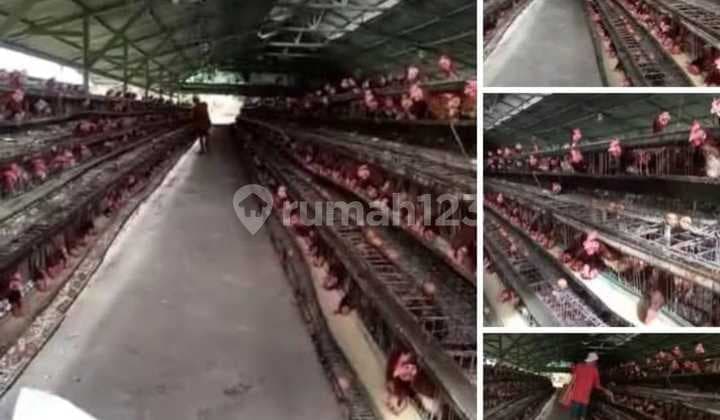Dijual Tanah 11Ha, Free Peternakan Ayam Petelur Aktif di Rumpin Bogor
