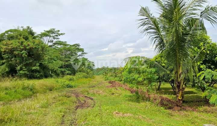 Industrial Land for Sale on the Side of Cikande Rangkasbitung Road
