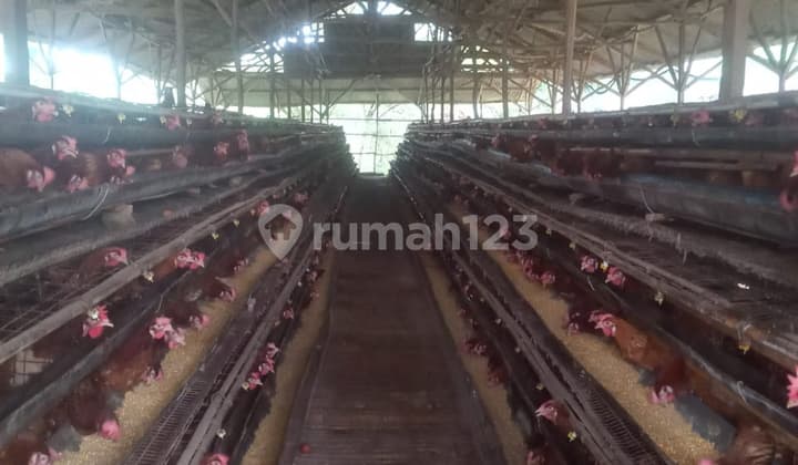 Sell 11Ha Land with Chicken Farm Bonus in Bogor
