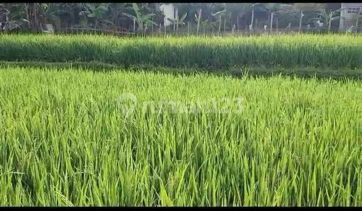 Dijual Tanah Murah Setengah Harga Pasaran