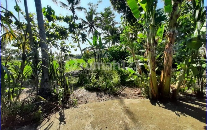 600 Ribuan Tanah Murah Temon Kulonprogo, Depan Bandara YIA