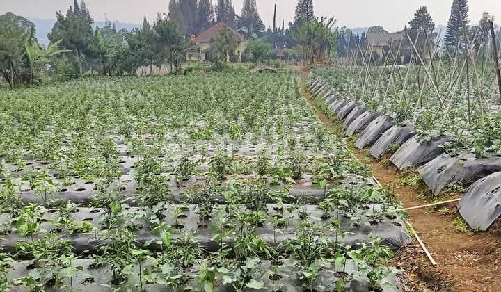 Kavling Harga Murah View Kota Bandung di Lembang Asri, Lembang