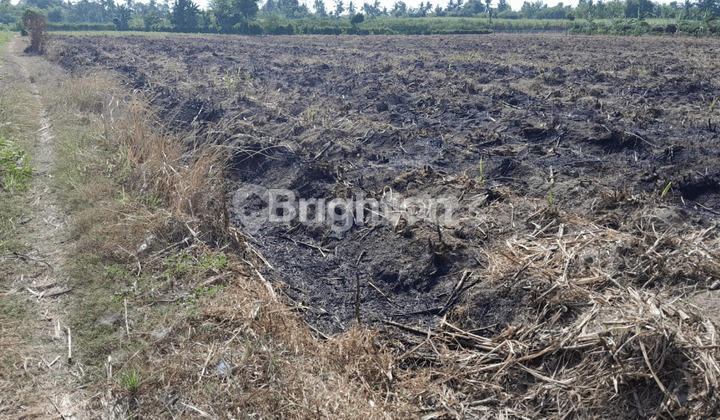 Tanah Pertanian Siap Pakai Ds Sidomekar