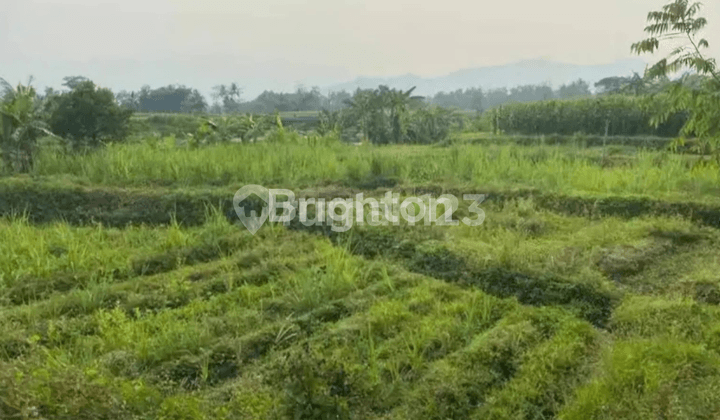 Tanah sawah masih produktif, desa Brumbung-Kediri