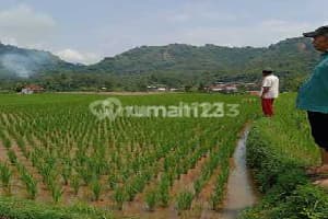 Bu Jual Sawah di Tegal Panjang Cireunghas Sukabumi Jawa Barat