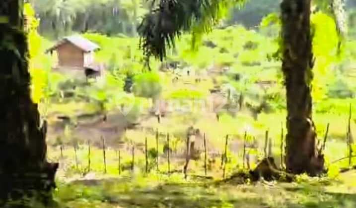 Dijual Lahan Sawit +-8000 M2 di Padang Tambak Bengkulu Tengah