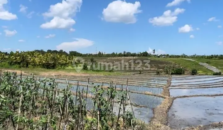 For Sale 45 Are Land in Kerambitan Area with Rice Field View and Near the Beach