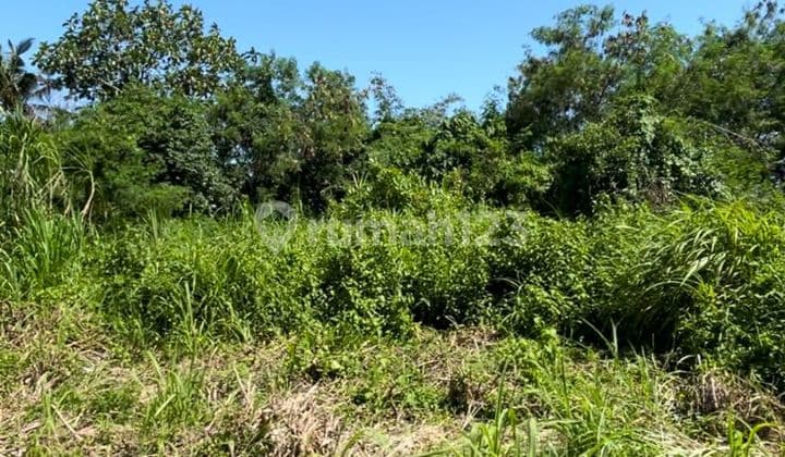 For Rent 17 Are Land in Kerambitan Near the Beach and Rice Field View