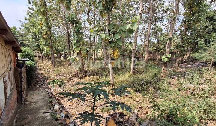 Tanah SHM Terdapat Pohon Jati Usia Diatas 35 tahun DI Kecamatan Matesih Karanganyar Jawa Tengah