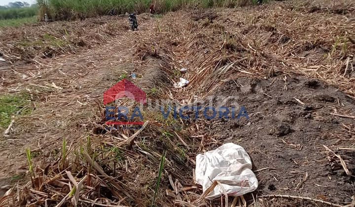 Jual Tanah Sawah 6300 m2 SHM Kras, Kediri