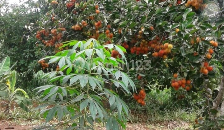 Dijual Tanah Kebun Murah di Cijambe Subang