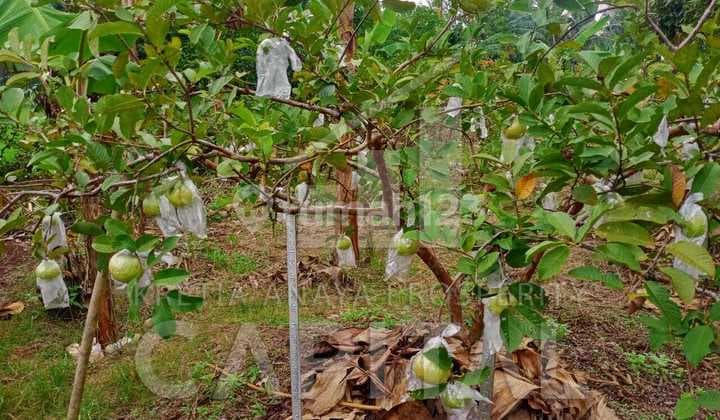 Kebun Buah Luas di Cianjur Siap Ganti Pemilik