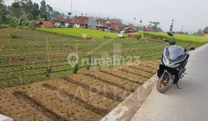 Large Land in Ciwidey Suitable for Building a Villa