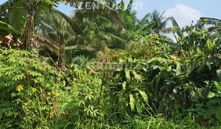 Tanah Struktur Datar/Rata Lokasi Strategis Bebas Banjir Di Bogor