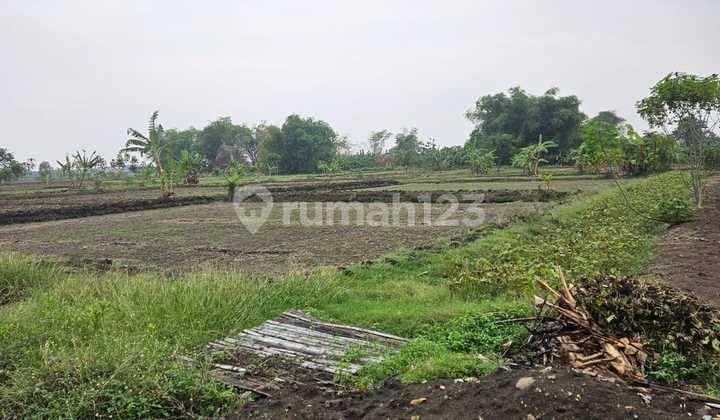 Land in Benjeng Gresik