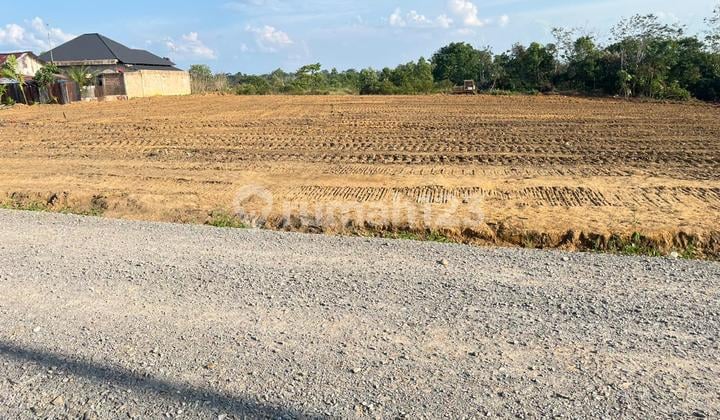 Di Jual Tanah Murah Lokasi Kebun 9, Jambi