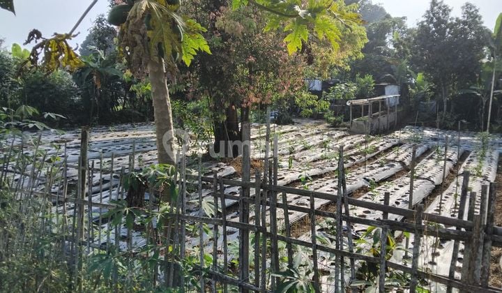 Kavling murah siap bangun di Cisarua, Lembang