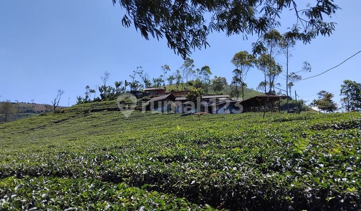 Tanah Kavling Perkebunan 10ha Cocok Untuk Villa, Agrowisata, Glamping Area.