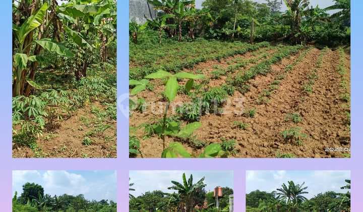 Di Jual Tanah Luas Harga Murah Di Panongan, Tangerang