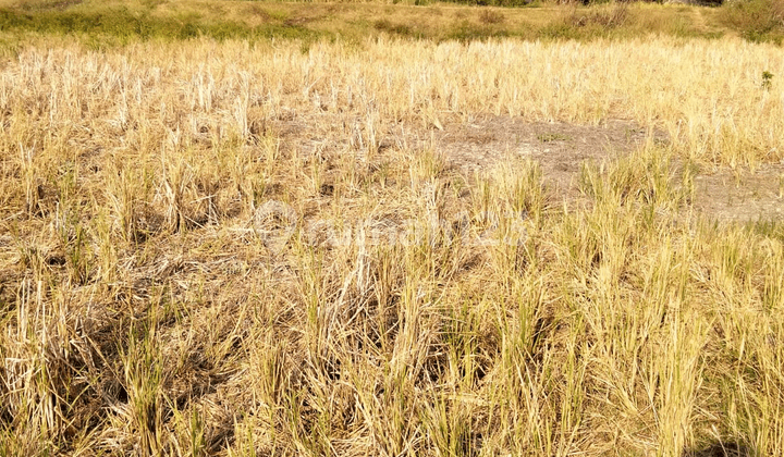 Sewa Tanah Sawah di Desa Pulokukun, SHM, Akses Mobil