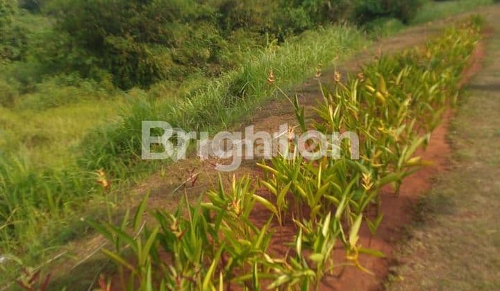 Tanah dikawasan alternatif cibubur- Jakarta Timur