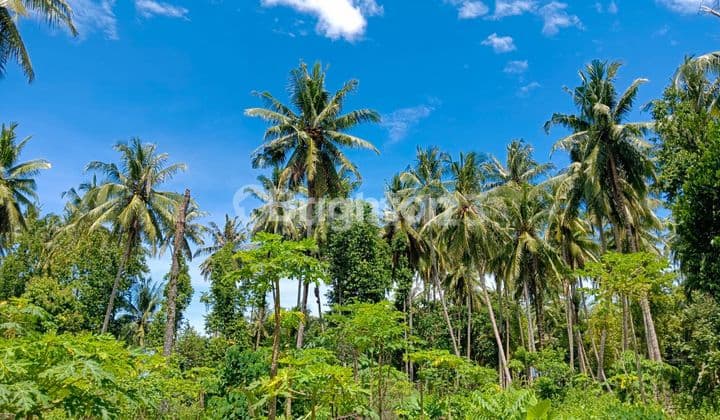 Tanah Tanjung Setia Pesisir Barat