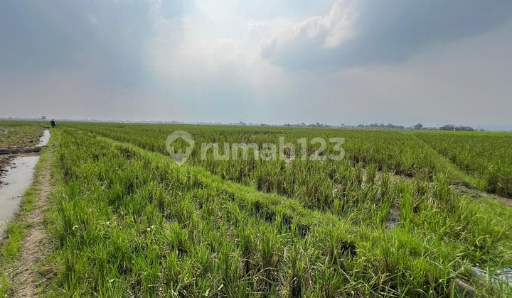 Dijual Tanah (sawah) Rancaekek Bandung