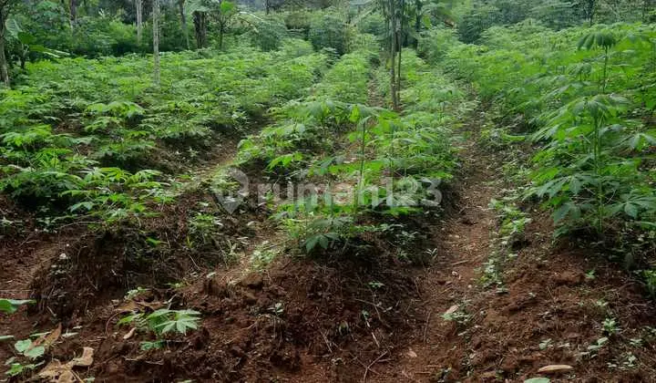 Tanah Wonosobo Sidorejo Selomerto Luas 1600M SHM Kebun Pekarangan
