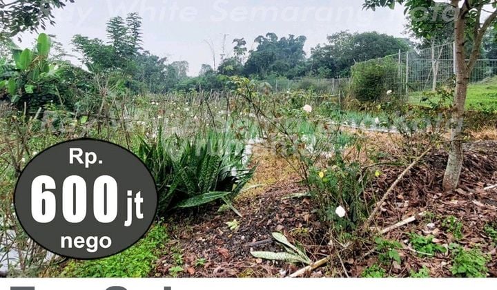 Land for Sale in Bandungan, Suitable for Villa Land for Sale in Bandungan, Suitable for Villa