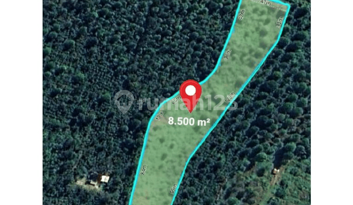 Tanah Perkebunan Durian dan Kopi di Tinggarsari Busung Biu Buleleng, Bali