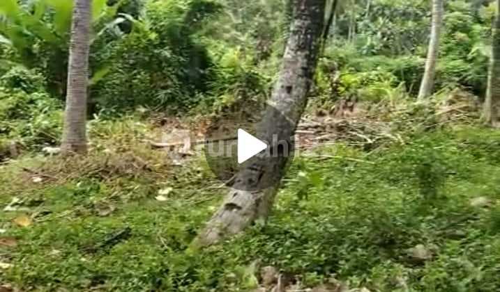 Disewakan Jangka Panjang Tanah 17.05 Are Di Tabanan At