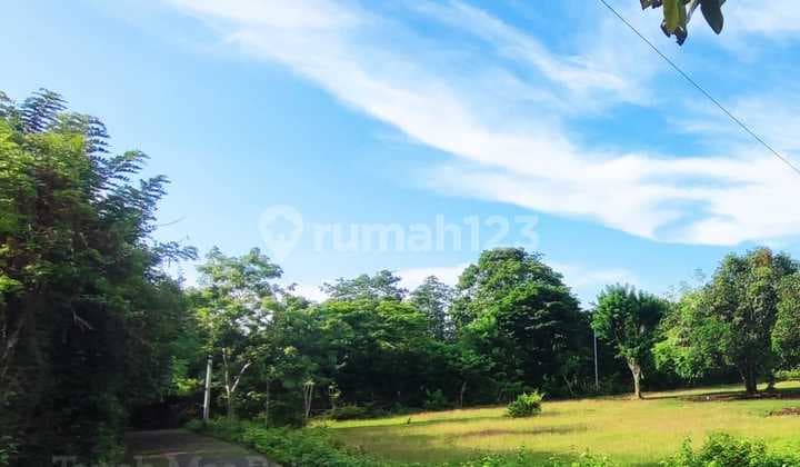 Disewakan Tanah 1 Hektar Di Jimbaran Wn