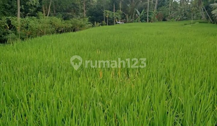 Tanah Luas Di Tegallalang Ubud DB