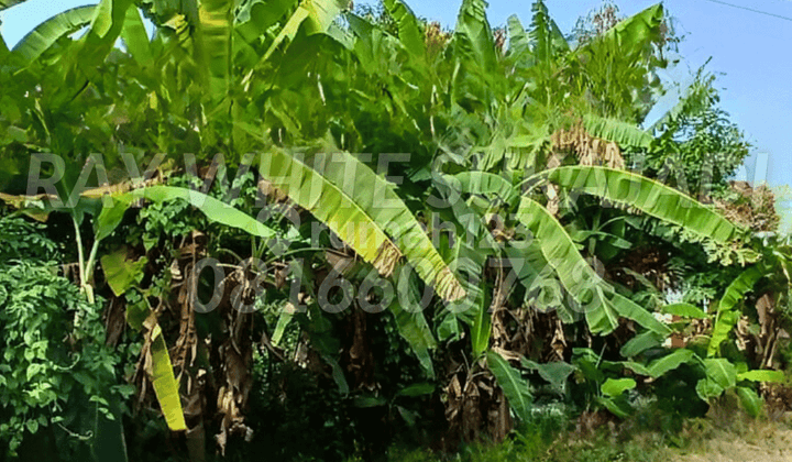 Kavling Strategis +/- 7 KM dari Bandara Kertajati