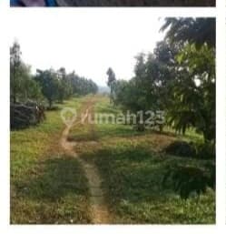 FOR SALE: Garden Land in Sukabumi. Already Has Durian and Longan Trees.