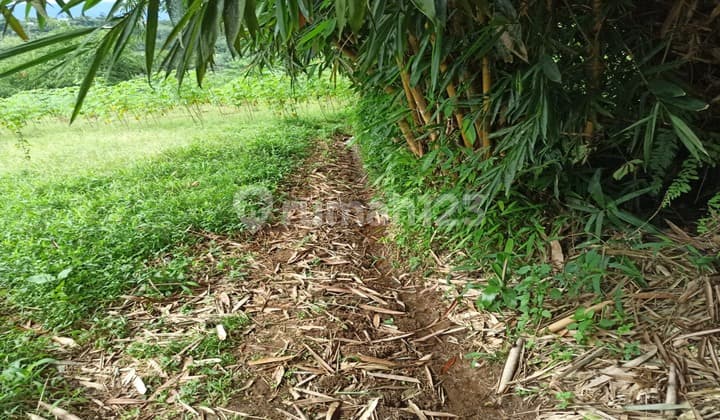 Land for Sale in Sukabumi, Suitable for Villas, Fruit Plantations, etc.