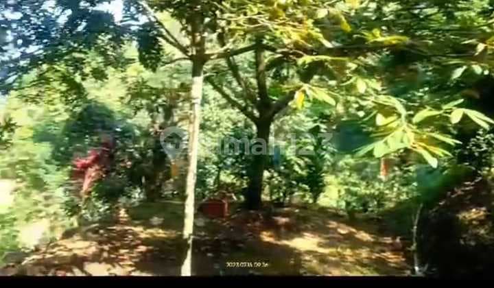 Jual Murah Kebun 3,4 Ha Di Bogor