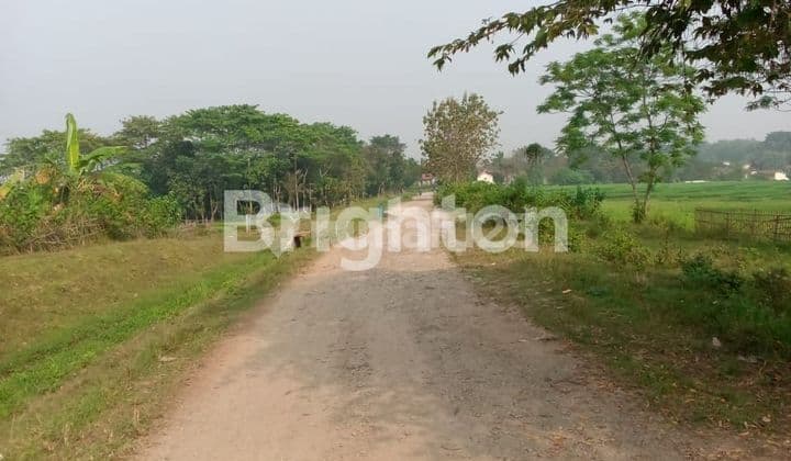 Tanah Sawah Luas di Jonggol
