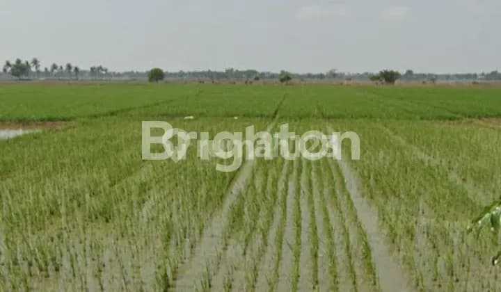 Tanah Datar bisa untuk Berbagai Usaha