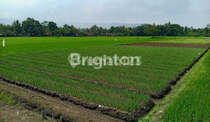 TANAH DEKAT JALAN PARANGTRITIS