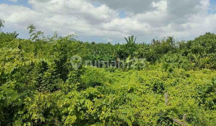 Di Jual Tanah Premium dan View Sawah yang Berlokasi di Tumbak Bayuh Pererenan Canggu