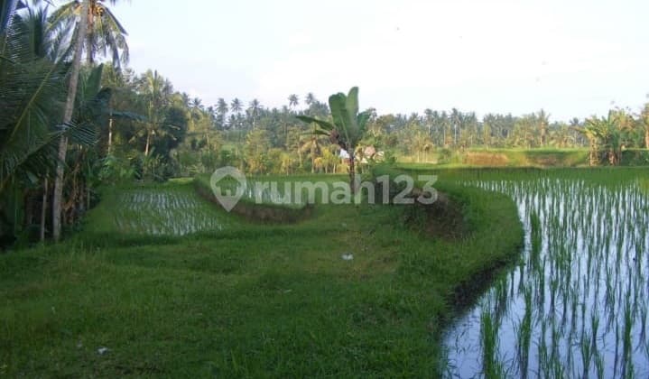 Tanah di Ubud Bali, Sudah SHM Harga masih bisa Nego Lagi
