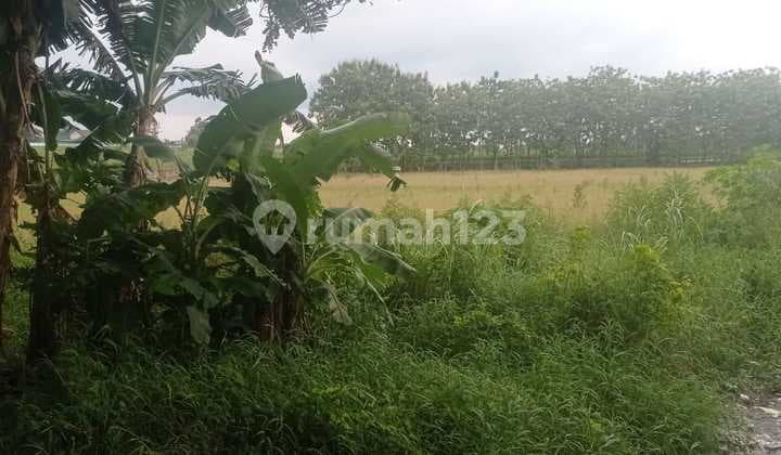 Dijual Tanah Luas di Lokasi Strategis – Padangan, Bojonegoro