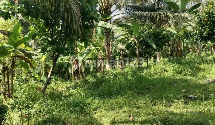 Dijual tanah diaerah Dusun Selabih