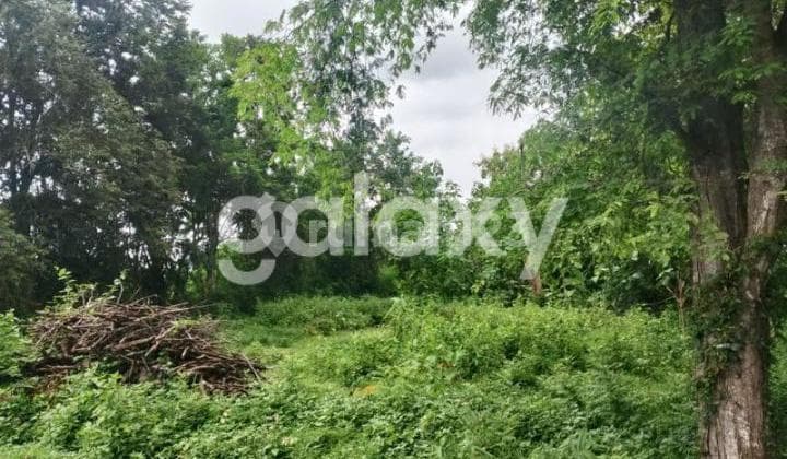 Tanah Jati Mas Tegal Badeng Barat Negara Jembrana, Bali