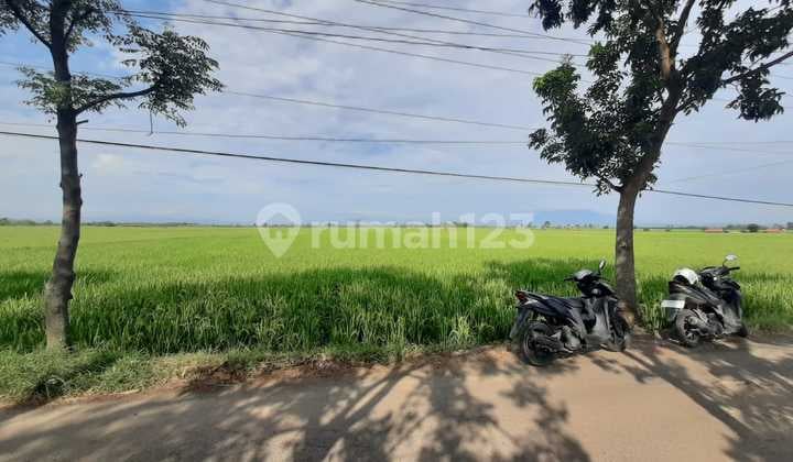 Tanah sawah di dusun sukamelang desa Babakan Kec. Kertajati Kab. Majalengka, ada 2 lokasi berdekatan : 3.936 m² 5.600 m² SHM Harga 500.000 per m² Lokasi strategis ± 2 Km dari Metland kertajati ± 3 Km ke Gerbang tol Kertajati utama ± 3 Km ke Gerbang to