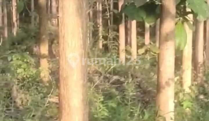 Jual Cepat Tanah di Blora Jawa Tengah Beserta Pohon Jati Super 1050 Batang Usia 15 Tahun. Bagus, Menarik, Jarang Ada, Harga Murah Butuh Segera